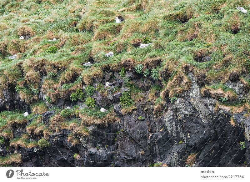 Kolonie Pflanze Tier Frühling Gras Felsen Küste Vogel Tiergruppe natürlich grau grün Möwe Island Brutpflege Farbfoto Gedeckte Farben Außenaufnahme Muster