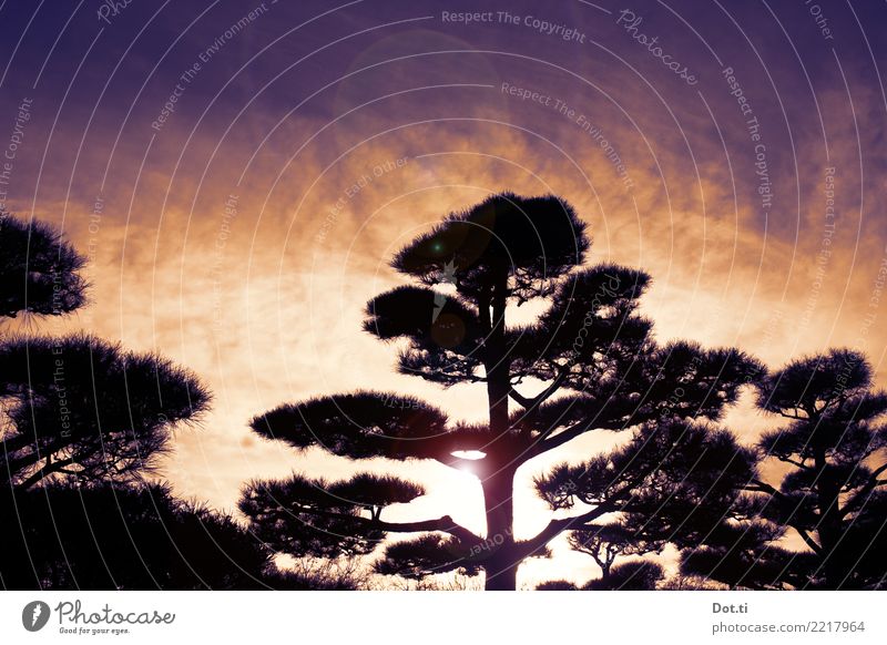 Japanischer Garten Natur Pflanze Himmel Wolken Sonnenaufgang Sonnenuntergang Baum Park ästhetisch Idylle Japankiefer Nadelbaum Farbfoto Außenaufnahme