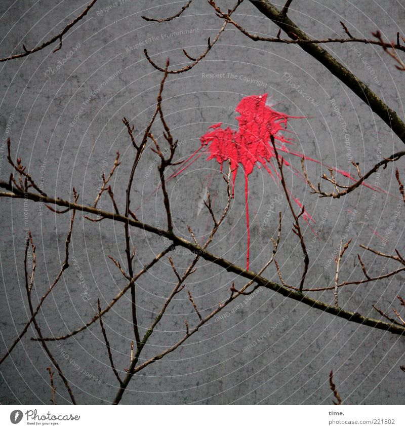 HH10.2 | Optical Opinion Pflanze Herbst Baum Beton werfen außergewöhnlich grau rot Frustration Farbe Verbote Ast Wand Betonwand Farbstoff Farbfleck Gegenteil