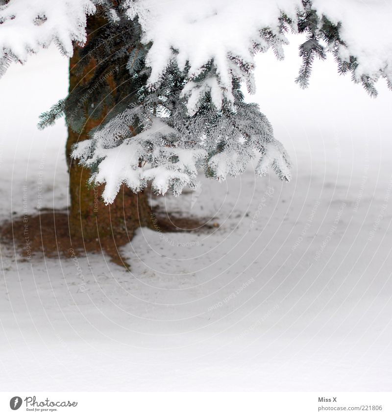 A Tännschn plies Winter Eis Frost Schnee Baum frieren weiß Tanne Zweig Baumstamm Winterstimmung Farbfoto Außenaufnahme Textfreiraum rechts Textfreiraum unten 1