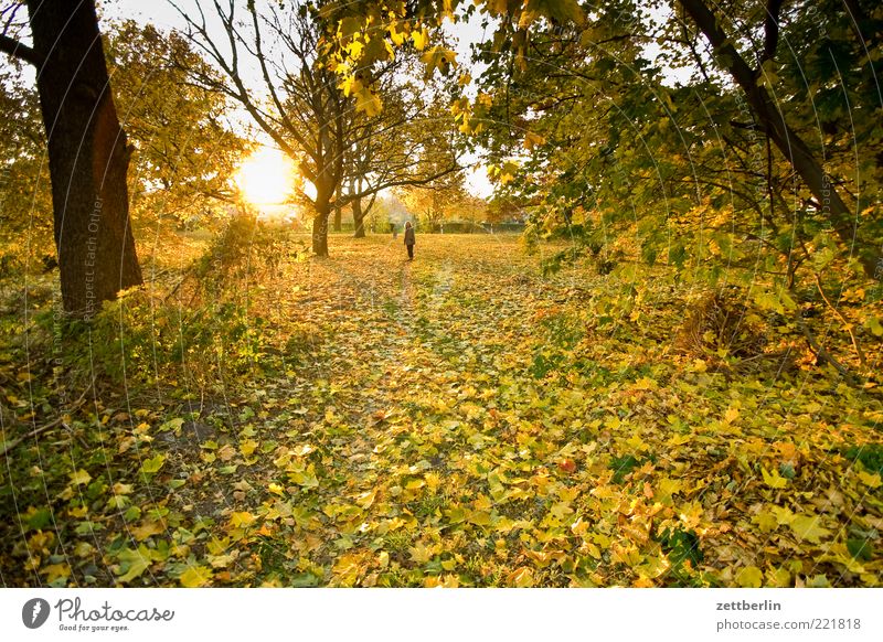 Herbst 1 Mensch Umwelt Natur Landschaft Pflanze Erde Sonnenaufgang Sonnenuntergang Sonnenlicht Wetter Schönes Wetter Baum Blatt Park Optimismus Oktober wallroth