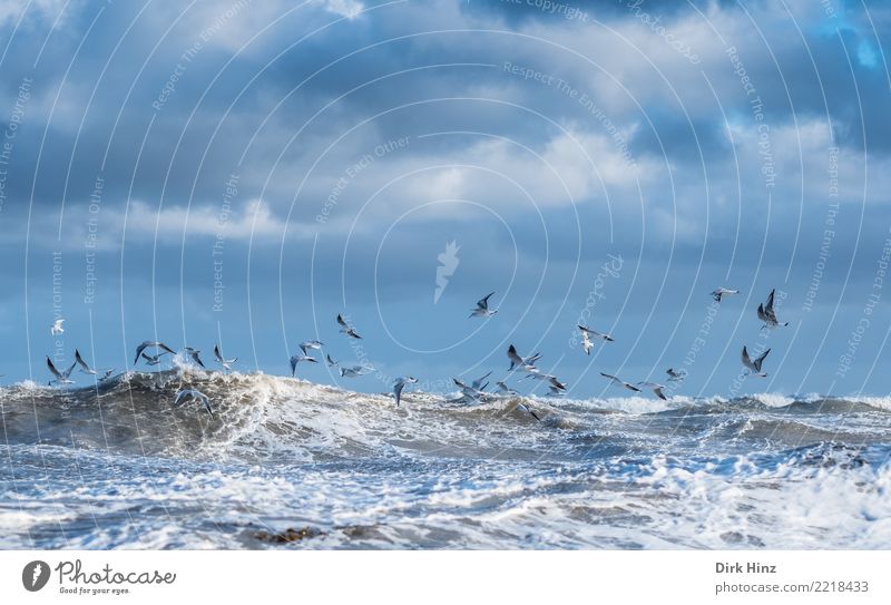 Möwen im Ostseesturm Umwelt Natur Landschaft Wasser Himmel Wolken Gewitterwolken Horizont Herbst Klimawandel Sturm Wellen Küste Meer fliegen Möwenvögel Schwarm