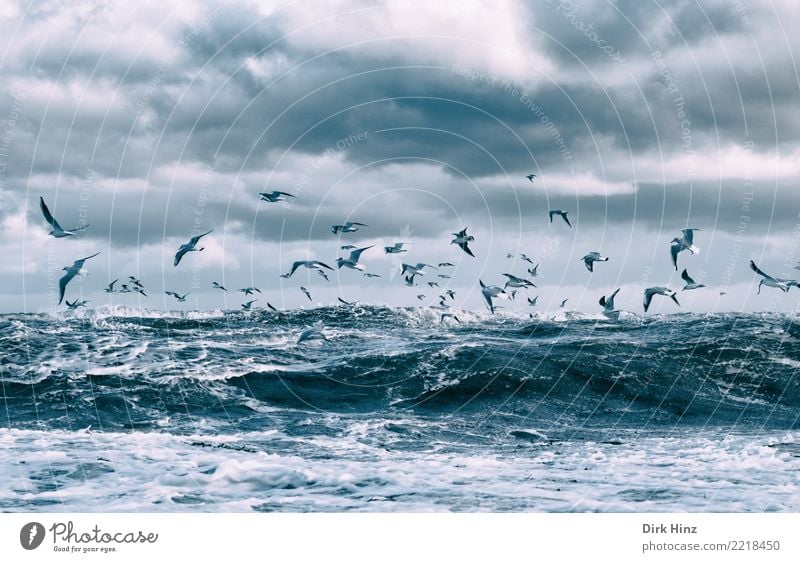 Möwen über den Ostseewellen III Umwelt Natur Landschaft Luft Wasser Himmel Wolken Gewitterwolken Horizont Herbst Winter Klimawandel Wetter schlechtes Wetter