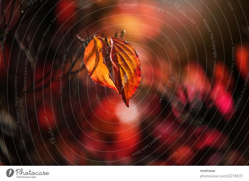 Herbstleuchten elegant Stil Umwelt Natur Schönes Wetter Pflanze Sträucher Zweige u. Äste Pflanzenteile Blatt Wald Lichterscheinung Lichtspiel Lichteinfall