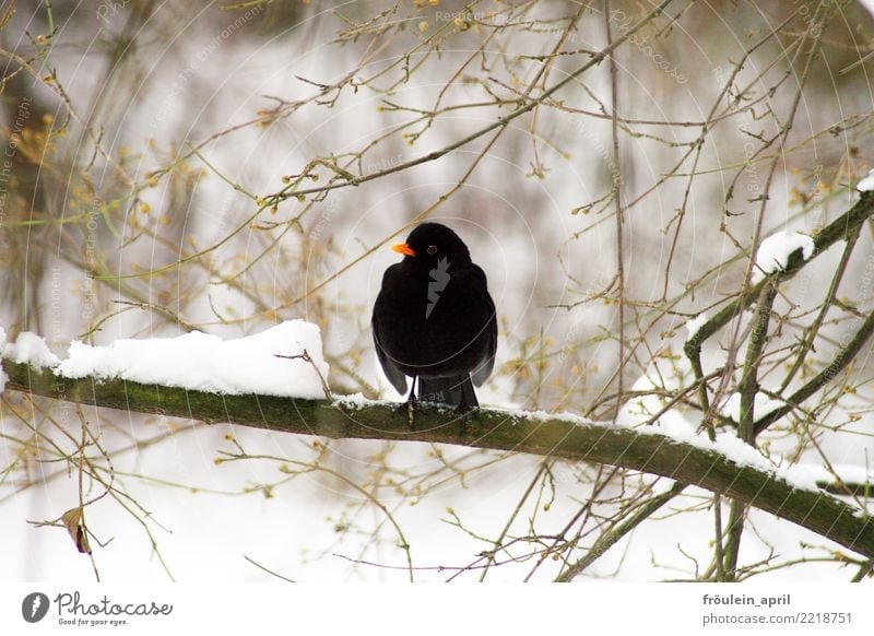 Amsel im Winter Natur Tier Eis Frost Schnee Zweige u. Äste Vogel 1 frei kalt klein braun schwarz weiß Vorfreude Gelassenheit geduldig Klima Umwelt Umweltschutz