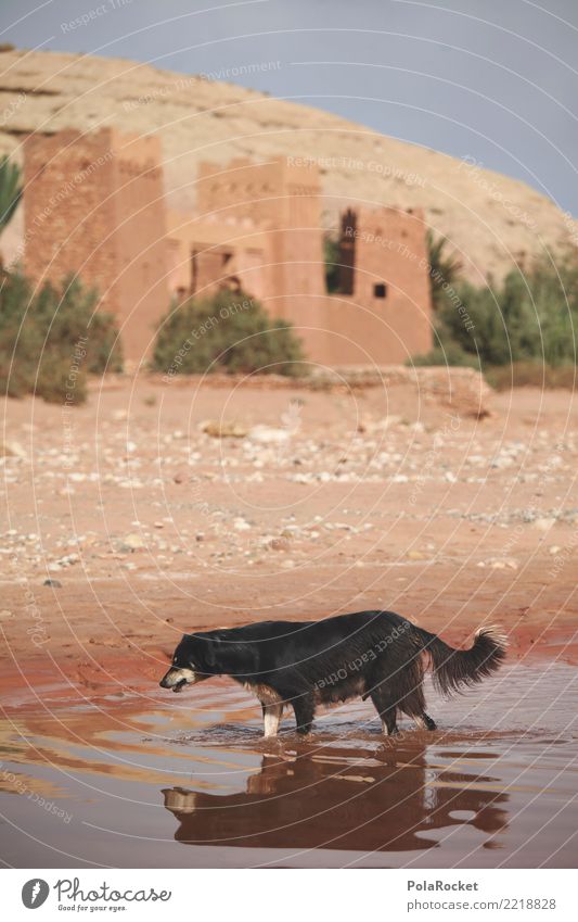 #A# hundewarm Kunst ästhetisch Hund Marokko Arabien Wasser Wasseroberfläche Filmset Farbfoto Gedeckte Farben Außenaufnahme Menschenleer Textfreiraum links