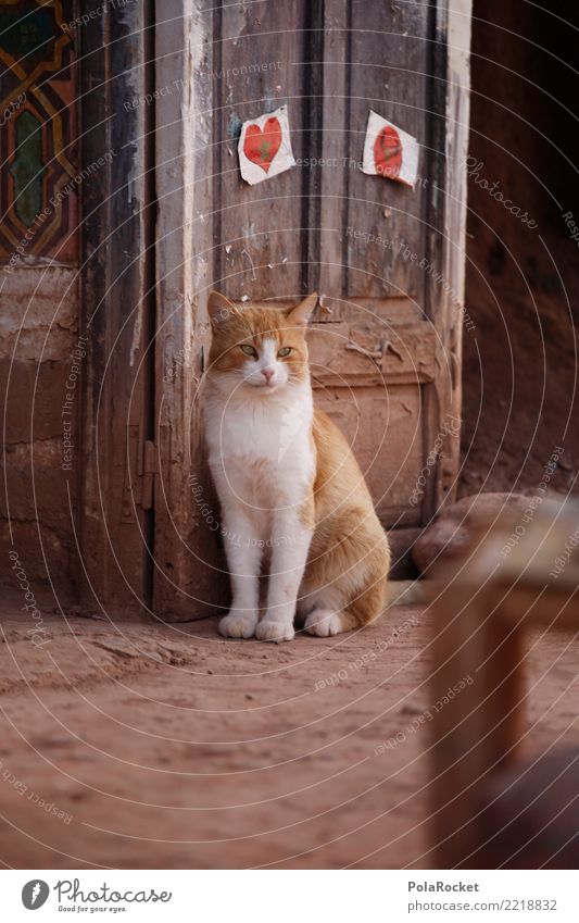 #A# Cute Cat Kunst ästhetisch Katze Tür Haustier warten geduldig clever beige braun Marokko Farbfoto Gedeckte Farben Außenaufnahme Detailaufnahme Menschenleer