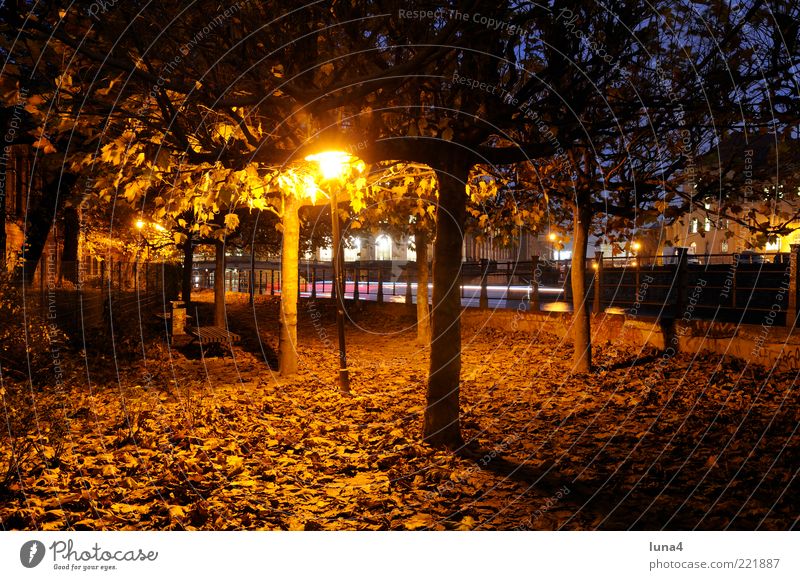 Herbstlicht Natur Baum Blatt Park Hauptstadt Wege & Pfade gelb gold Romantik Einsamkeit Idylle Jahreszeiten Farbfoto Außenaufnahme Menschenleer Abend Dämmerung