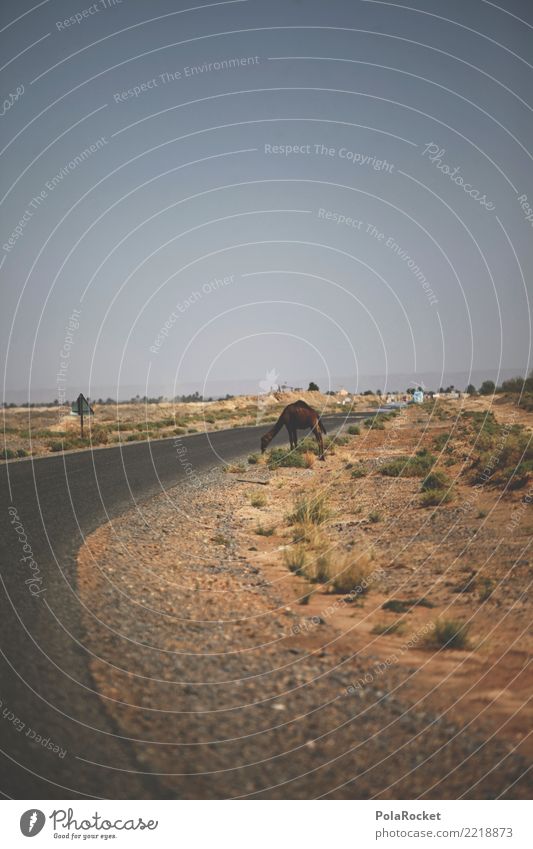 #A# Kamel an Straße Landschaft ästhetisch Marokko Wüste Farbfoto mehrfarbig Außenaufnahme Detailaufnahme Menschenleer Textfreiraum links Textfreiraum rechts
