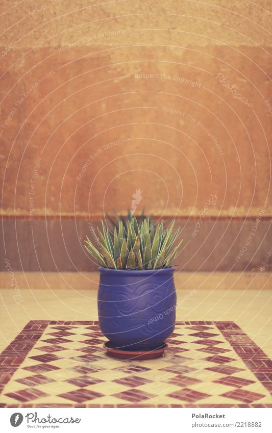 #A# Zimmerpflanze Haus ästhetisch Pflanze Topfpflanze Arabien Naher und Mittlerer Osten Marokko Farbfoto mehrfarbig Außenaufnahme Nahaufnahme Detailaufnahme