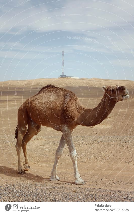 #A# Wüstenpferd Klima Klimawandel ästhetisch Kamel Kamelkopf Kamelhöcker Kameltreiber Marokko Wärme maßgearbeitet Farbfoto Gedeckte Farben Außenaufnahme