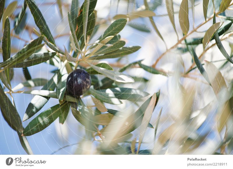 #A# Olivenschwarz Umwelt Natur ästhetisch Klima Olivenbaum Olivenöl Olivenhain Olivenblatt Olivenernte ökologisch Bioprodukte mediterran Farbfoto