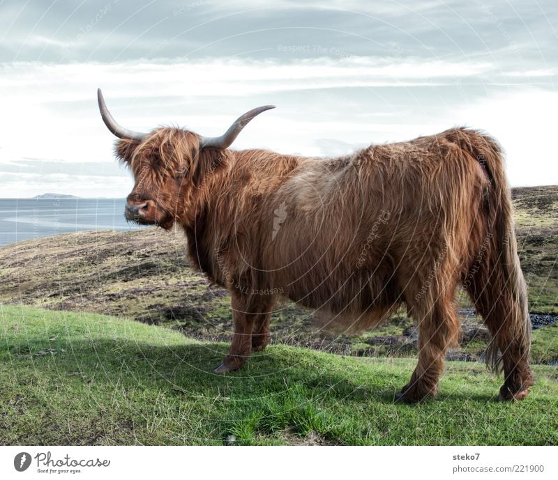 Lowrider Wiese Küste Nutztier Kuh 1 Tier beobachten Schottland Körperhaltung Horn braun Fell buschig Schottisches Hochlandrind Farbfoto Außenaufnahme