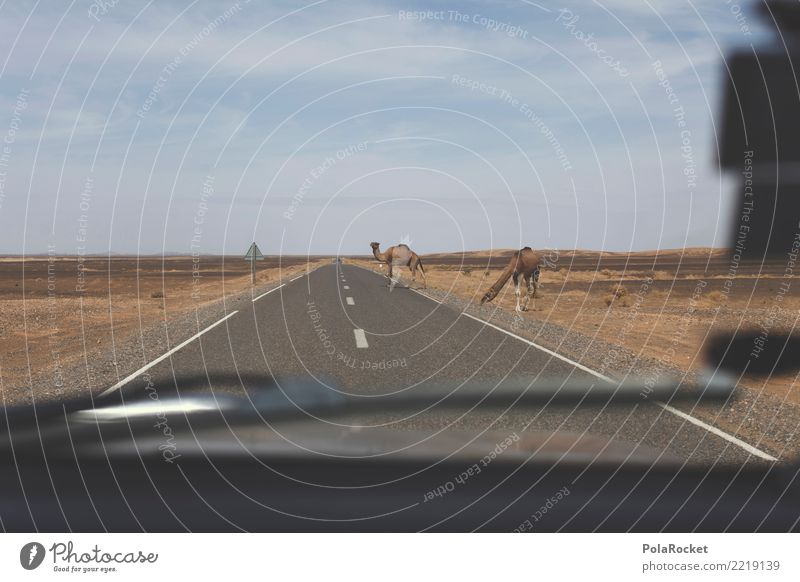 #A# von rechts nach links, dann gelingt's Kunst Kunstwerk ästhetisch Kamel Dromedar Abenteuer Abenteurer Straße Autobahn Überraschung Surrealismus Farbfoto