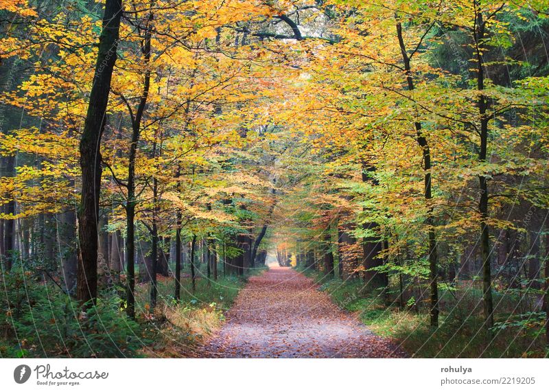 Wanderweg im Herbst goldenen Wald wandern Natur Landschaft Schönes Wetter Baum Blatt Straße Wege & Pfade grün Gelassenheit Buchsbaum fallen Jahreszeiten