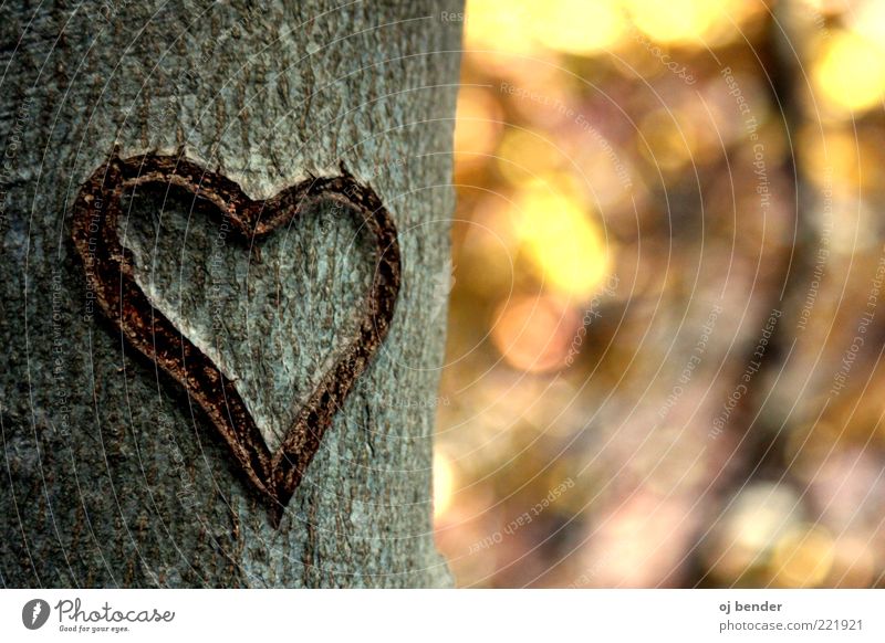 Herz im Herbst Holz Gefühle Glück Verliebtheit Romantik Liebe Farbfoto Außenaufnahme Menschenleer Abend Sonnenlicht Unschärfe Totale Baumstamm Erinnerung