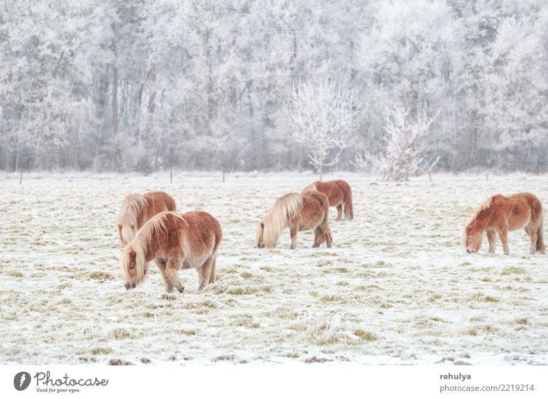 wenige Pony grasen auf verschneite Weide im Winter Schnee Natur Landschaft Tier Wetter Eis Frost Wiese Feld Nutztier Pferd Fressen klein niedlich Ponys kalt