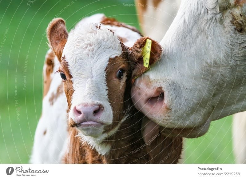 Kalb mit Kuh Nutztier 2 Tier Tierjunges Tierfamilie berühren Küssen Liebe Freundlichkeit Fröhlichkeit Glück kuschlig Neugier niedlich Zufriedenheit Vertrauen