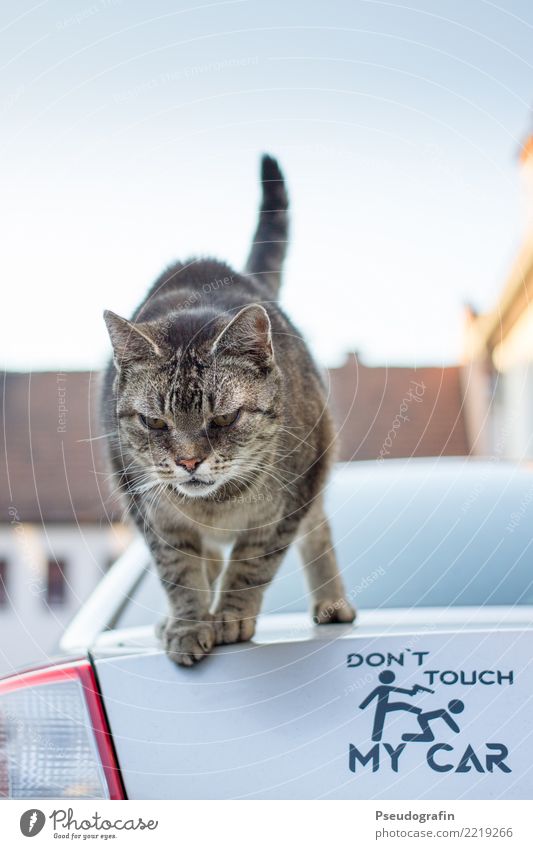 Don't touch my car! Tier Haustier Katze 1 beobachten stehen frech lustig Neugier rebellisch Coolness Macht Wachsamkeit Interesse trotzig Aggression