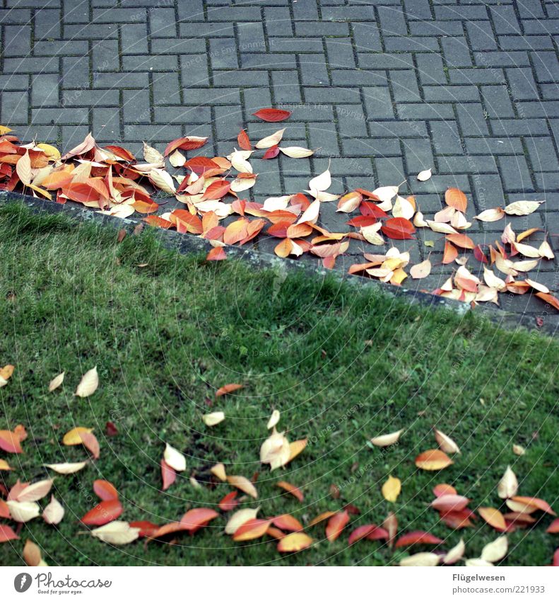 L wie Laub Umwelt Natur Herbst Wetter schlechtes Wetter Wind Sturm Blatt kalt Herbstlaub herbstlich Herbstfärbung Herbstbeginn Herbstwetter Herbststurm Wiese