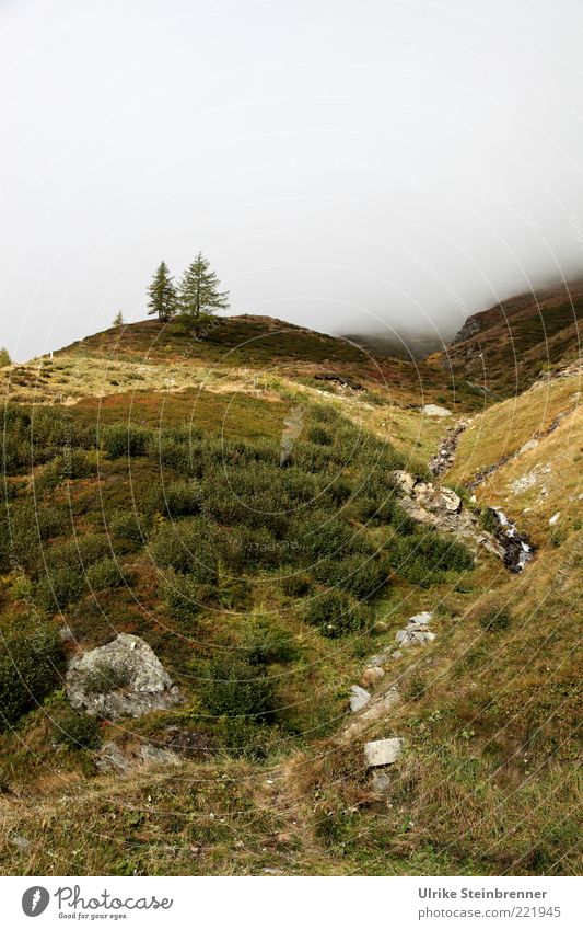 Herbstwiese unterhalb des Timmelsjochs im Passeiertal Natur Landschaft Pflanze Nebel Baum Gras Sträucher Felsen Alpen Berge u. Gebirge Italien natürlich wild