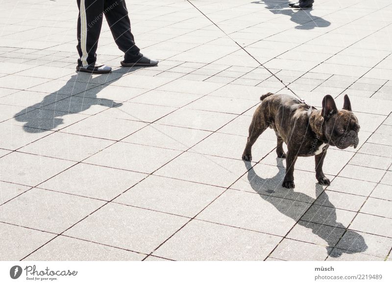 Dogwalk Haustier Hund Erholung gehen Neugier trashig Stadt Freude Lebensfreude Kraft Willensstärke Einigkeit Zusammensein Tierliebe Ordnungsliebe Frustration