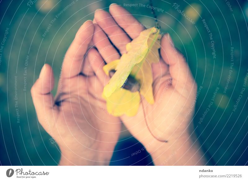 Eichenblatt und Eichel in weiblichen Händen Junge Frau Jugendliche Körper Arme 1 Mensch 18-30 Jahre Erwachsene Natur Blatt Park gelb Idylle Farbfoto