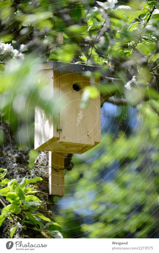 Nistkasten Häusliches Leben Wohnung Traumhaus Garten Hausbau Vogel Tierpaar Tierfamilie beobachten einfach Heimat Nest Nestbau Baum Baumstamm