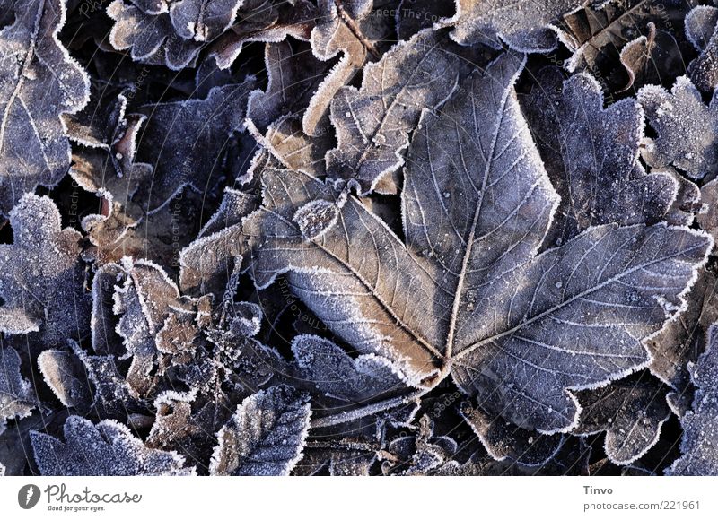 gefrorene Blätter, die am boden liegen Natur Herbst Winter Eis Frost Blatt kalt Raureif erstarrt Herbstlaub Eichenblatt Wintertag Muster Blattadern