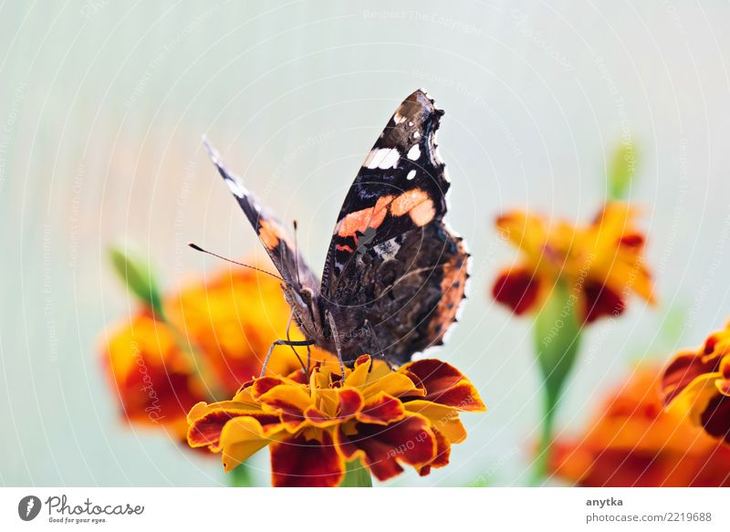 Schmetterling Flügel Makroaufnahme Nahaufnahme Natur Tier schwarz Frühling Farbe mehrfarbig Lichterscheinung Single Sommer Wiesenblume Blüte Körper Tag Fauna