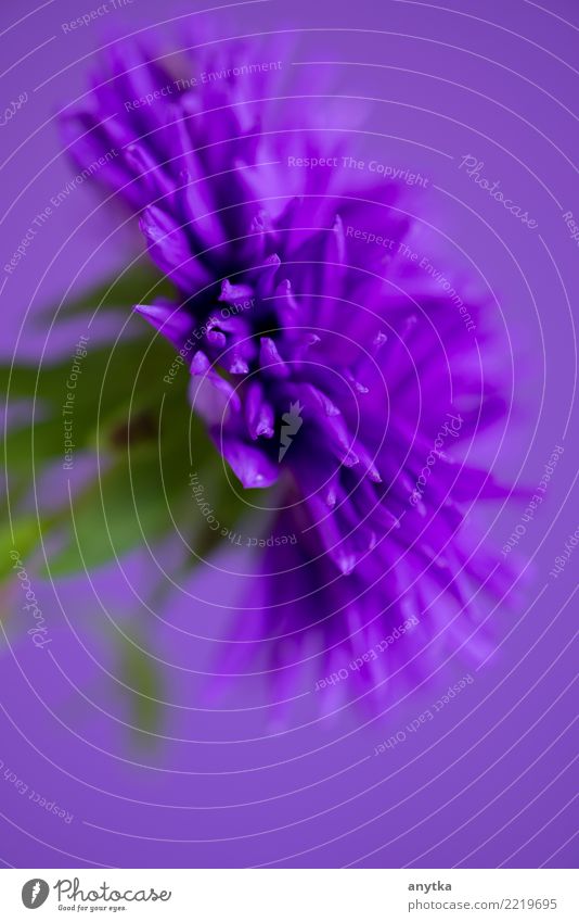 Nahaufnahme der Blume Aster auf purpurrotem Hintergrund Astern Makroaufnahme Blütenblatt Pflanze Natur hell Farbe geblümt schön natürlich Blühend frisch
