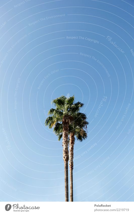 #A# California Umwelt Natur ästhetisch Palme Palmenwedel Ferien & Urlaub & Reisen Urlaubsstimmung Urlaubsort Süden Wärme Insel Dürre blau Farbfoto mehrfarbig