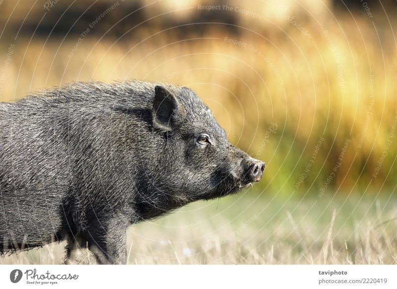 Nahaufnahme des vietnamesischen schwarzen Schweins Umwelt Natur Tier Haustier dreckig frei klein lustig natürlich niedlich Schweinefleisch Hausschwein Bauernhof