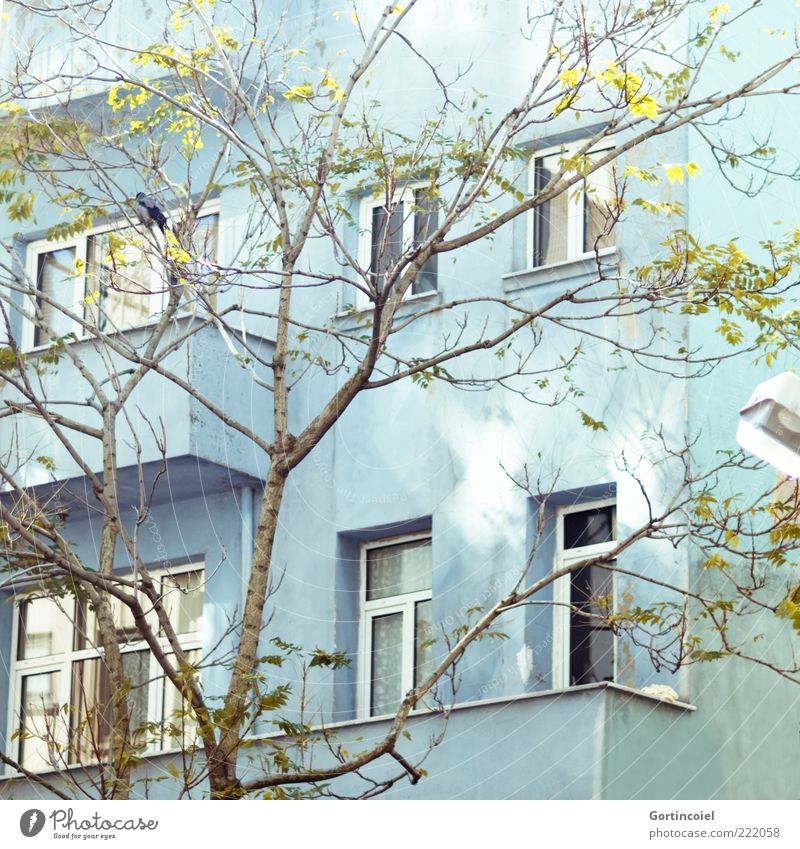 Novembersonne Baum Haus Gebäude Fassade Balkon Fenster hell Lichtfleck türkis Istanbul Türkei Cihangir Farbfoto Außenaufnahme Lichterscheinung Sonnenlicht