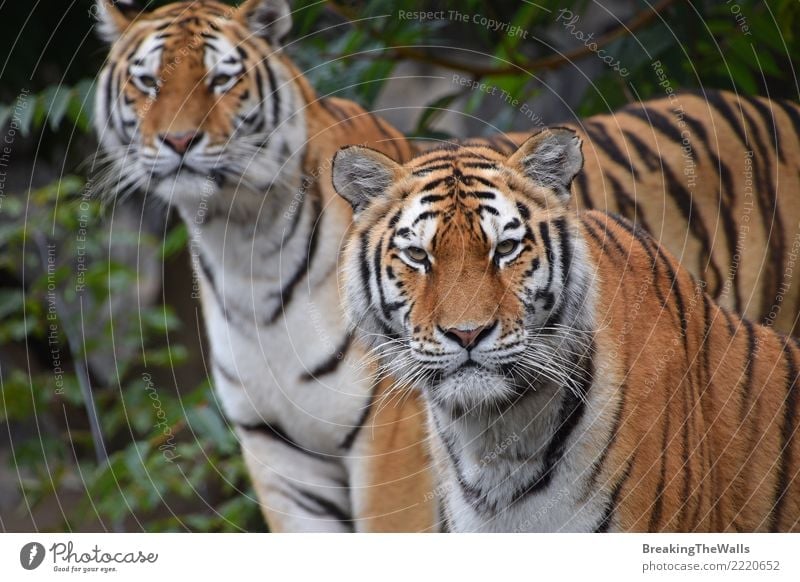 Paare von den Amur-Tigern, die Kamera untersuchen Natur Tier Wildtier Tiergesicht Zoo sibirischer Tiger Katze Säugetier Fleischfresser Raubkatze Wildkatze 2