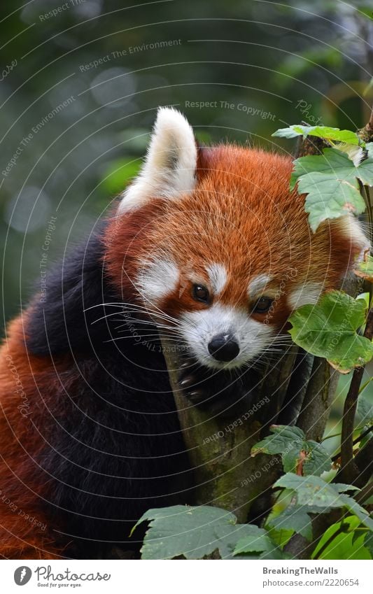 Schließen Sie herauf Porträt des roten Pandas auf Baum Tier Wildtier Zoo roter Panda Firefox kleinerer Panda Säugetier 1 wild braun orange niedlich Farbfoto