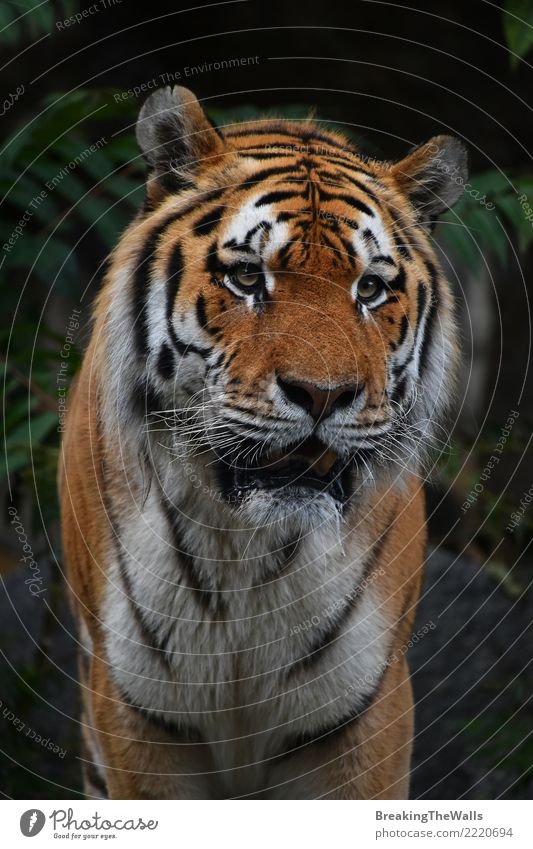 Schließen Sie herauf Porträt des Amur-Tigermannes Natur Tier Wildtier Tiergesicht Zoo Kopf Schnauze Auge sibirischer Tiger Säugetier Fleischfresser Raubtier