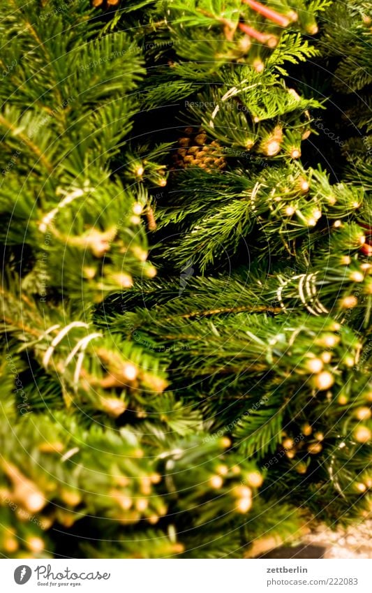 Tannengrün Winter Pflanze Holz dehydrieren tannengrün Tannenzweig Weihnachtsdekoration Dekoration & Verzierung Adventskranz Fichte Bündel gebündelt Farbfoto