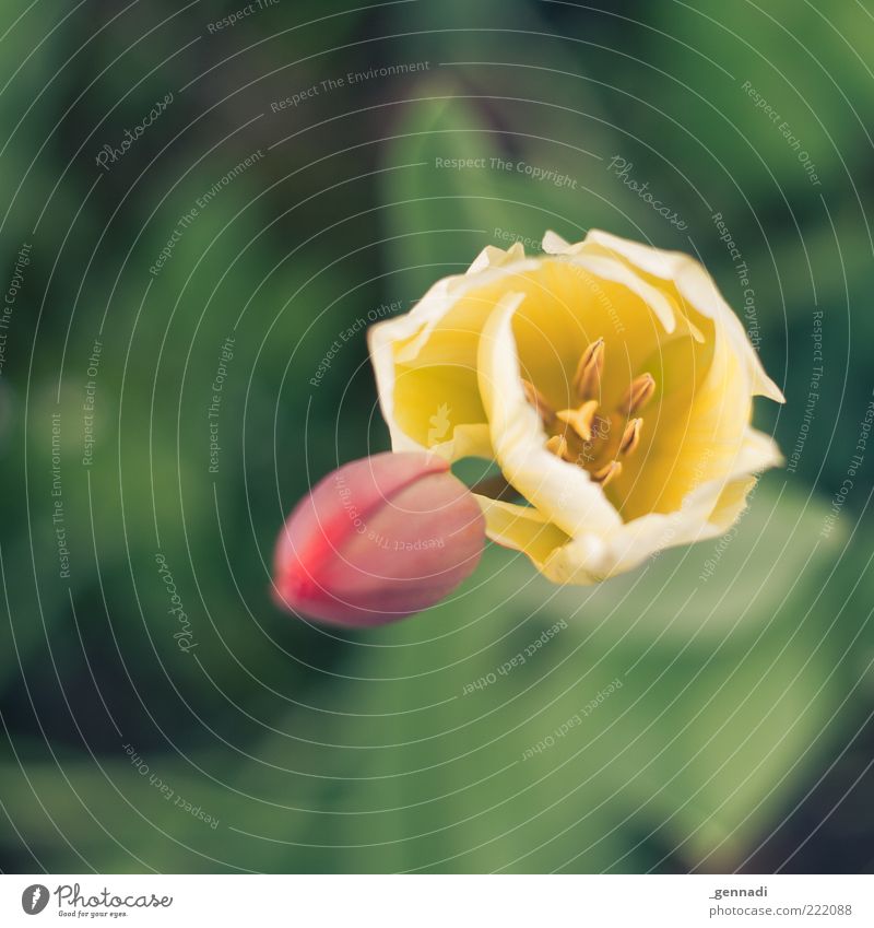 Zeichen für das Leben Umwelt Natur Pflanze Sommer Blume Tulpe Blühend Wachstum natürlich seriös Vergänglichkeit Blüte rot grün gelb mehrfarbig Duft schön offen