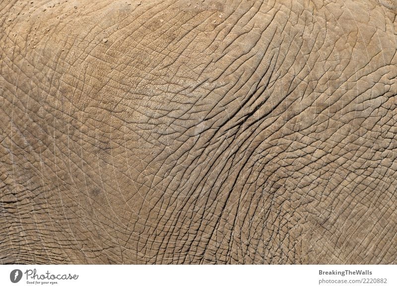 Elefant Haut Textur Hintergrund hautnah Tier Wildtier Elefantenhaut 1 braun grau Konsistenz Hintergrundbild Muster Tierwelt Afrikanisch Natur Säugetier Seite