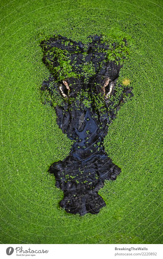Schließen Sie herauf Porträt des Krokodils in der grünen Entengrütze Natur Tier Wildtier Tiergesicht Zoo Aquarium Alligator Amphibie 1 Aggression hässlich wild