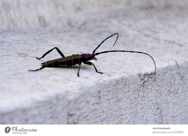Huge Bug Tier Käfer 1 krabbeln groß schwarz Tapferkeit Mut Neugier Stolz Angst elegant Gedeckte Farben Nahaufnahme Textfreiraum oben Textfreiraum unten