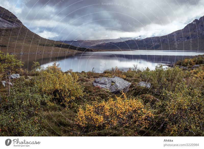 Fjord, trüb, Herbstlandschaft, Lofoten, Norwegen Landschaft Wolken schlechtes Wetter Regen Sträucher Berge u. Gebirge nass gelb grau Gefühle Einsamkeit