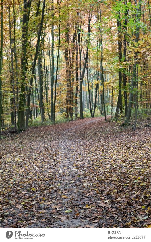 Herbstlichst... Umwelt Natur Landschaft Pflanze Baum Blatt Wald Holz verblüht braun gelb grün nachhaltig Vergänglichkeit verlieren kalt karg mehrfarbig Farbfoto