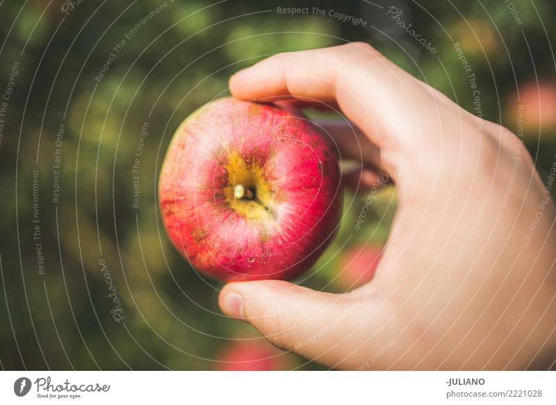 Abschluss oben der Hände, die Apfel anhalten Lebensmittel Frucht Lifestyle Gesundheit Gesunde Ernährung Diät Essen schön einzigartig lecker natürlich saftig