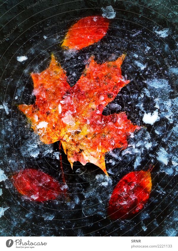 Herbstlaub im Eis Natur Pflanze Blatt frieren rot kalt fallen Frost eisbedeckt eisig Ahorn orange Jahreszeiten saisonbedingt winterlich Außenaufnahme