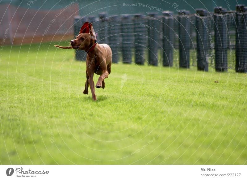 sprinter Gras Tier Haustier Hund Fell Pfote 1 laufen rennen Rassehund Hunderennen Bewegung Mischling Aktion Glück Jagdhund Geschwindigkeit Ohr Schwanz