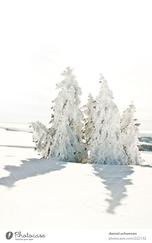 neulich am Feldberg Winter Schnee Umwelt Natur Landschaft Klima Schönes Wetter Eis Frost Baum Hügel hell weiß Tanne Schwarzwald Gedeckte Farben