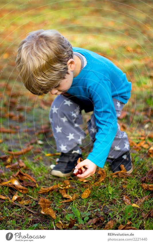 Kind sammelt Kastanien Natur Herbst Junge 3-8 Jahre Außenaufnahme herbstlich Kastanienbaum Umwelt Schönes Wetter Kindheit Spielen sammeln Konzentration