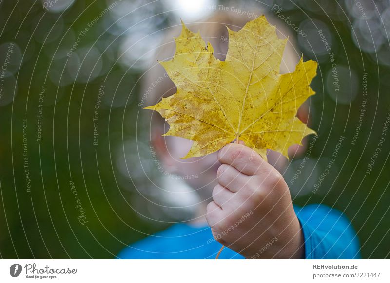 Kind hält Herbstblatt in der Hand Oberkörper Herbstlaub Blatt Natur Umwelt Kindheit festhalten natürlich Vergänglichkeit Glück Außenaufnahme